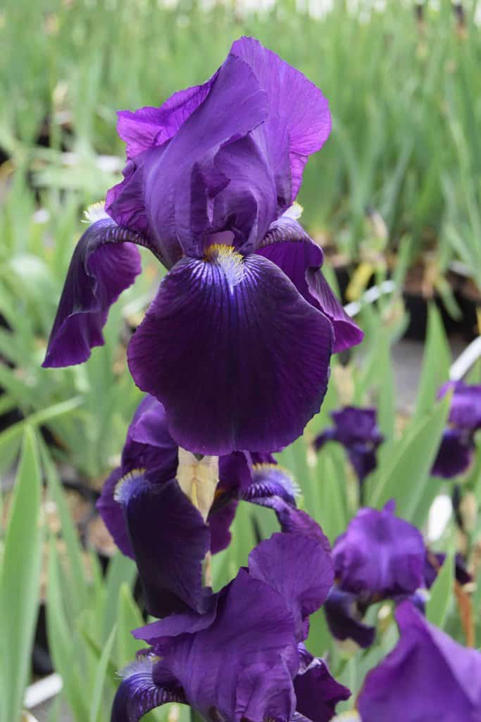 Iris 'Sable' ---